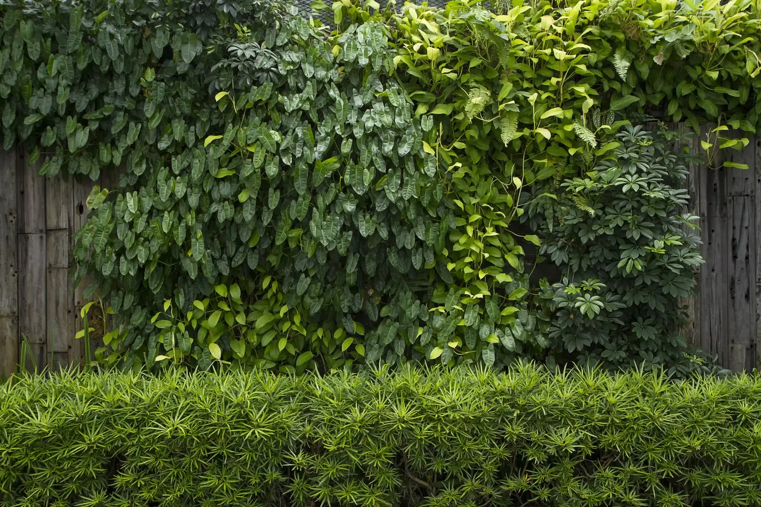 Ogrodzenie żywe: rośliny tworzące naturalne bariery